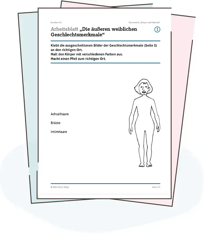 Illustration: Ansicht Arbeitsblatt "Geschlechtsmerkmale, Geschlechtsorgane""
