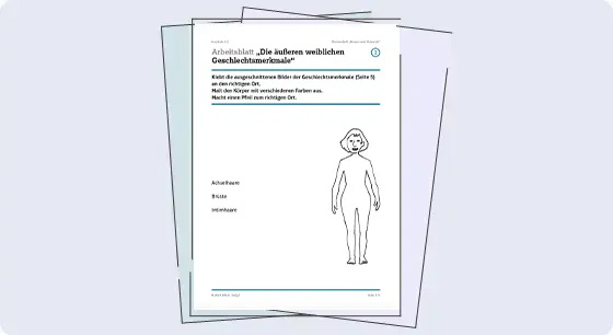 Illustration: Ansicht Arbeitsblatt "Geschlechtsmerkmale, Geschlechtsorgane""