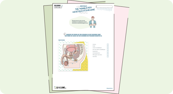 Illustration: Männliche Geschlechtsorgane – Arbeitsblatt